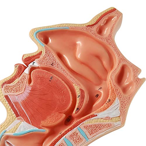 גודל החיים של האווטק חלל הפה האף גרון 1: 1 נזופרינקס אנושי לרינגופרינגלל חלל האף, חלל הפה, הלוע, הגרון,